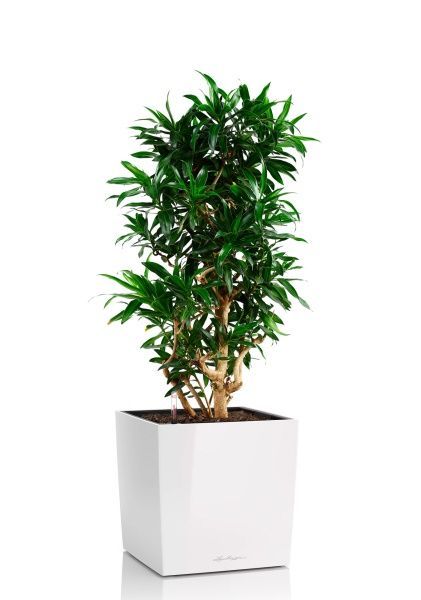 Драцена Песнь Ямайке 32/110 см в CUBE 40