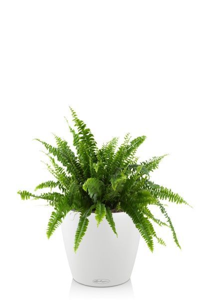 Папоротник Нефролепис Грин Леди 17/45 см в CLASSICO COLOR 18 Папоротник Нефролепис Грин Леди 17/45 см в CLASSICO COLOR 18