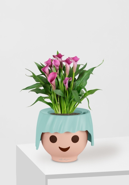 Калла розовая 12/35 см в OJO