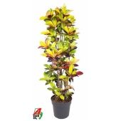 Кротон Кодиеум Миссис Айстон бранч d34 см h180 см