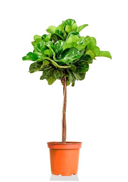 Фикус Лирата на стволе d30 см h130 см