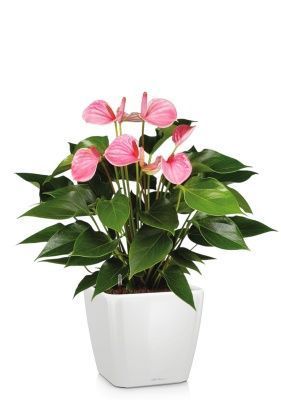 Антуриум Андрианум розовый 17/60 см в QUADRO LS 21, белый блестящий