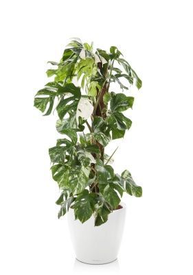 Монстера Вариегатная на опоре 30/170 см в CLASSICO LS 43, белый блестящий