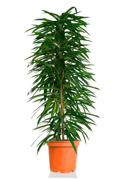 Фикус Али пирамида 46/260 см Фикус Али пирамида 46/260 см