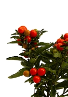 Соланум 10/25 см в CUBE GLOSSY KISS 14 Соланум 10/25 см в CUBE GLOSSY KISS 14