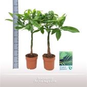 Пахира Акватика d21 см h85 см