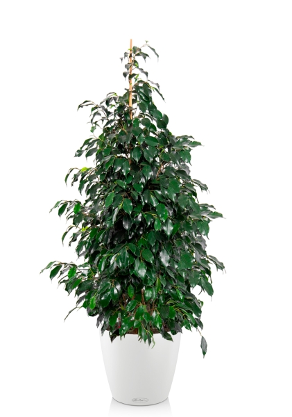 Фикус Бенджамина Даниэль 30/165 см в CLASSICO COLOR 43 Фикус Бенджамина Даниэль 30/165 см в CLASSICO COLOR 43