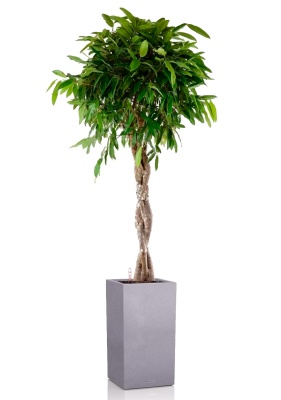 Фикус Амстел Кинг переплетенный 30/140 см в CANTO STONE HIGH 40 Фикус Амстел Кинг переплетенный 30/140 см в CANTO STONE HIGH 40