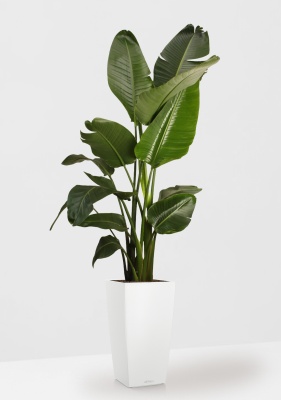 Стрелиция Николай 27/200 см в CUBICO COLOR 30