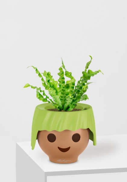 Асплениум Криспи 9/15 см в OJO