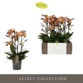 Фаленопсис 4 ствола Exclusivo Monaco Gold 40+ d15 см h55 см Фаленопсис 4 ствола Exclusivo Monaco Gold 40+ d15 см h55 см