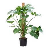 Монстера Делициоза d30 см h110 см тип 3