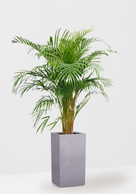 Хризалидокарпус Арека в CANTO STONE HIGH 30, серый камень