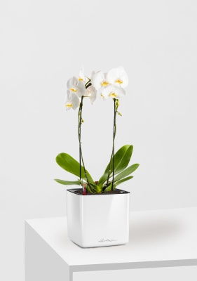 Орхидея Фаленопсис белая каскад 12/50 см в CUBE GLOSSY 14