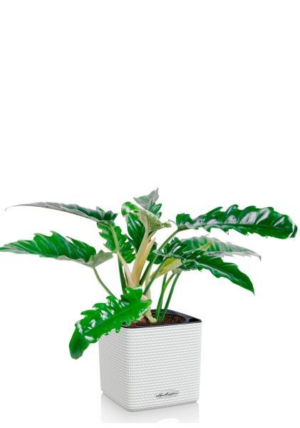 Филодендрон Нарроу 14/30 см в CUBE COLOR 16