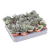 Адромискус Тригинус 5,5/8 см