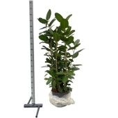 Фикус Бенгальский Одри 3 ствола d35 см h175 см