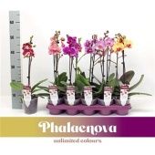 Фаленопсис 1 ствол Mix 6+ (phalaenova) d12 см h50 см тип 1 Фаленопсис 1 ствол Mix 6+ (phalaenova) d12 см h50 см тип 1