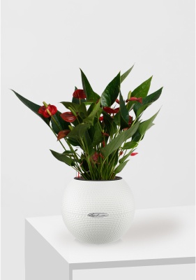 Антуриум Андрианум Карма красный 12/43 см в PURO 20