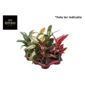 Аглаонема Микс d12 см h35 см тип 2