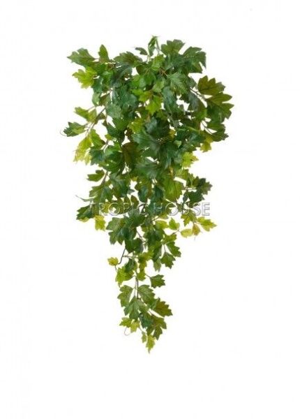 Циссус ампельный