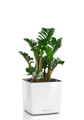 Замиокулькас Зензи 14/50 см в CUBE Glossy 16, белый блестящий