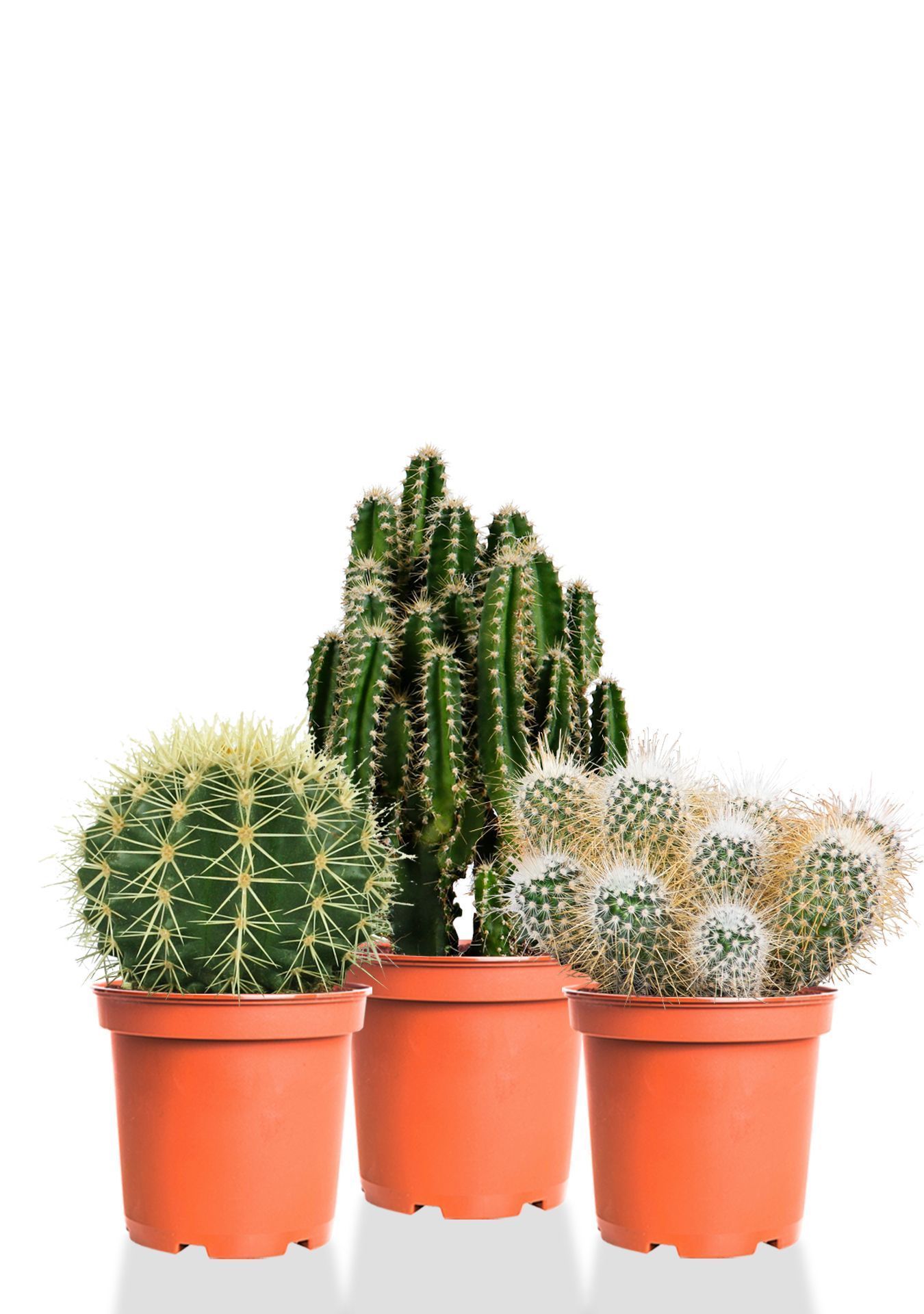 Набор кактусов 12 см