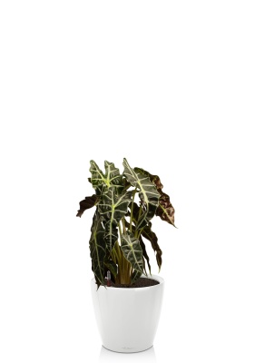 Алоказия Полли 17/50 см в CLASSICO LS 21