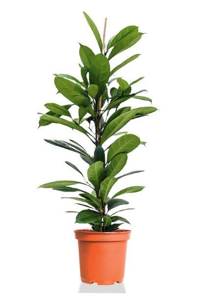 Фикус Циатистипула d21 см h95 см Фикус Циатистипула d21 см h95 см