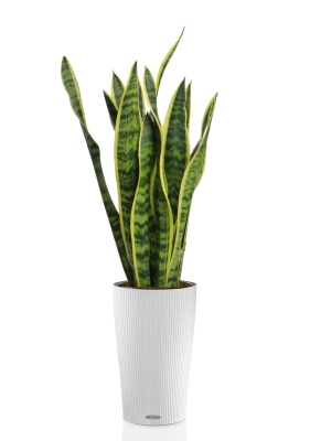 Сансевиерия Лауренти 17/60 см в CILINDRO 23