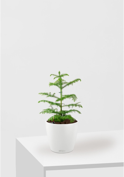 Араукария Араукана 19/25 см в CLASSICO COLOR 28