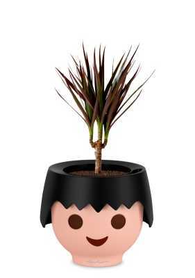 Драцена Маргината Маджента 1 ствол 12/40 см в OJO, черный