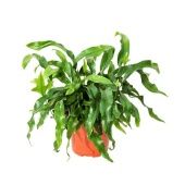 Микросорум d14 см h40 см