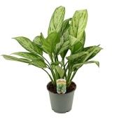 Аглаонема Кристина "Christina" 12/35 см