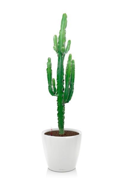 Эуфорбия 19/110 см в CLASSICO LS 28 Эуфорбия 19/110 см в CLASSICO LS 28