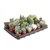 Кактус микс d5.5 см h8 см тип 1 Кактус микс d5.5 см h8 см тип 1