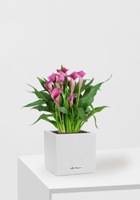 Калла розовая 12/35 см в CANTO STONE 14