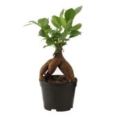 Фикус Гинсенг бонсай d9 см h20 см Фикус Гинсенг бонсай d9 см h20 см