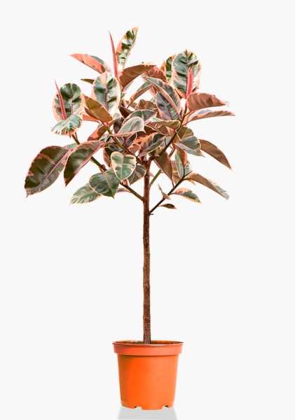 Фикус Эластика Бейлиз на стволе d30 см h140 см