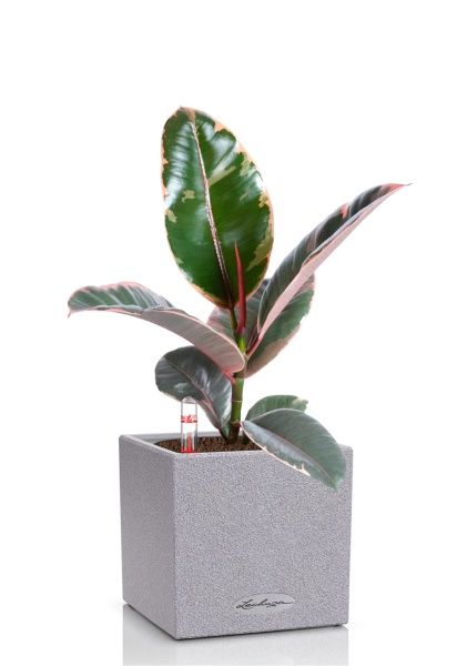 Фикус Эластика Белиз 12/45 см в CANTO STONE 14