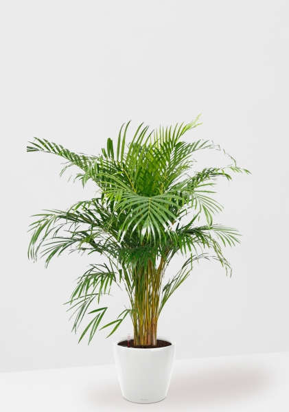 Хризалидокарпус Арека 24/160 см в CLASSICO LS 35