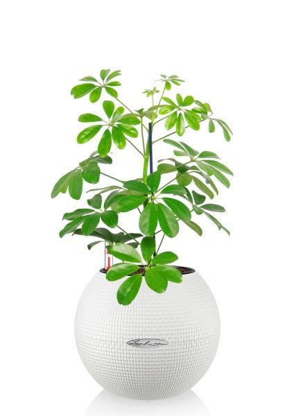 Шеффлера Нора 12/40 см в PURO 20