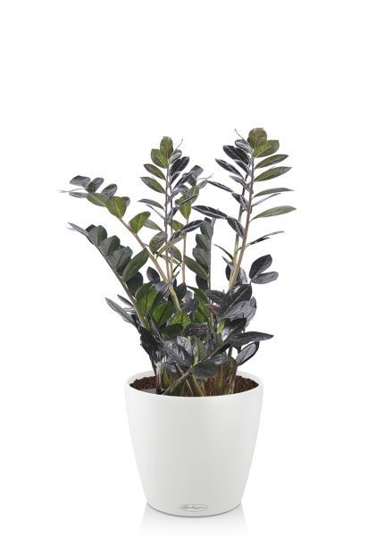 Замиокулькас Равен 15/50 в CLASSICO COLOR 18