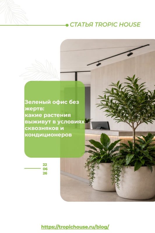 Зеленый офис без жертв: какие растения выживут в условиях сквозняков и кондиционеров