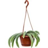 Хильдевинтера Коладемонис d17 см h25 см