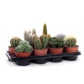 Кактусы канарские микс d12 см h20 см