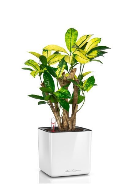 Кротон Миссис Айстон в CUBE GLOSSY 14