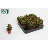 Крассула Овата Минор денежное дерево d5.5 см h10 см тип 1