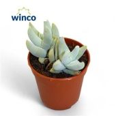 Крассула денежное дерево Корнута d5.5 см h10 см