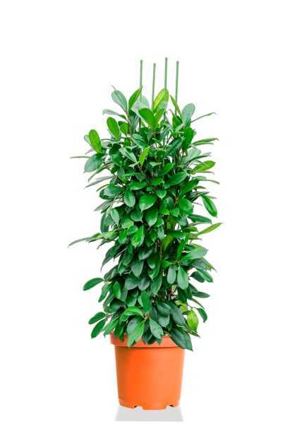 Фикус Циатистипула 3 ствола d30 см h120 см